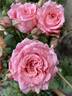 Corail Gelée rose photo