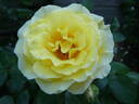 Yellow Submarine rose photo