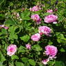 De Meaux rose photo
