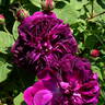 Erinnerung an Brod rose photo