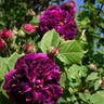 Erinnerung an Brod rose photo