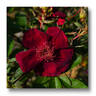 Basye's Purple Rose rose photo