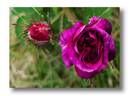 Robert le Diable rose photo