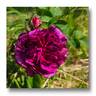 Robert le Diable rose photo