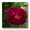 Tuscany rose photo