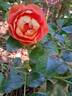 Bee's Paradise rose photo
