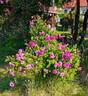 Robert le Diable rose photo