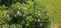 Fru Dagmar Hastrup rose photo