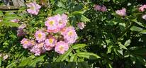Euphrosyne rose photo