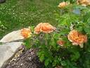 At Last rose photo