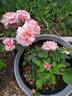 Mountain Music rose photo