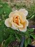 Garden Party rose photo
