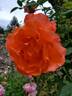 Maria Stern rose photo