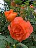 Maria Stern rose photo