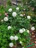 Sugar Moon rose photo