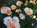 Portorož rose photo