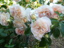 Sangerhäuser Jubiläumsrose ® rose photo