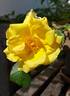 Drei Gleichen rose photo
