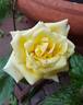 Drei Gleichen rose photo