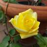 Drei Gleichen rose photo