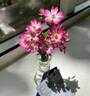 Baby Ballerina rose photo