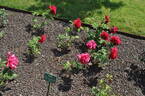Gekko rose photo