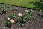Kanon rose photo