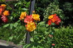 Fure-Daiko rose photo