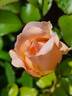 Belle Romantica rose photo