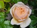 Belle Romantica rose photo
