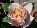 Belle Romantica rose photo