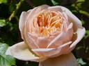Belle Romantica rose photo