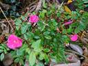 Dinky rose photo