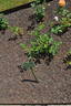 Manyo rose photo
