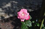 Seika, Cl. rose photo