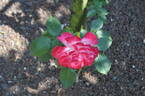 Seika, Cl. rose photo
