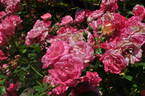 Harukaze rose photo