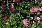 Harukaze rose photo
