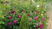 Cardinal Hume ® rose photo