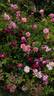 Cardinal Hume ® rose photo