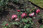 Seika rose photo