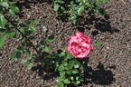 Seika rose photo