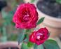 Whoopi ™ rose photo