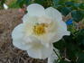 65 Roses rose photo