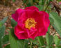 Madame Julien Potin rose photo