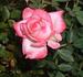 Rising Star ™ rose photo