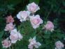 Rising Star ™ rose photo