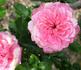 Candy Sunblaze ™ rose photo