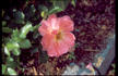 Frøy rose photo