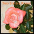 Tennessee ™ rose photo